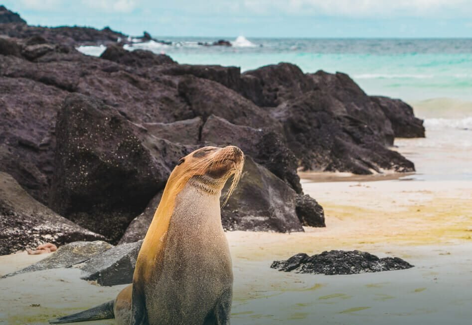 Paquete turístico a Islas Galápagos con vuelos y guía certificado